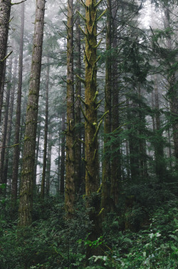 millivedder:  Gold Mountain Forest   Prints    