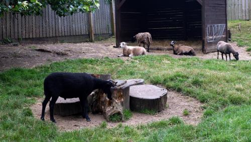 Cameroon and Shetland Sheep.