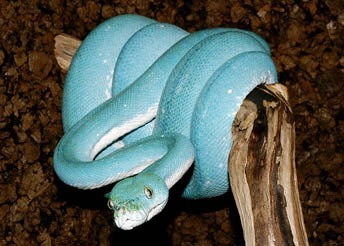 ashleeadams:  i posted the other day about wanting to get a pet snake…. so anyway