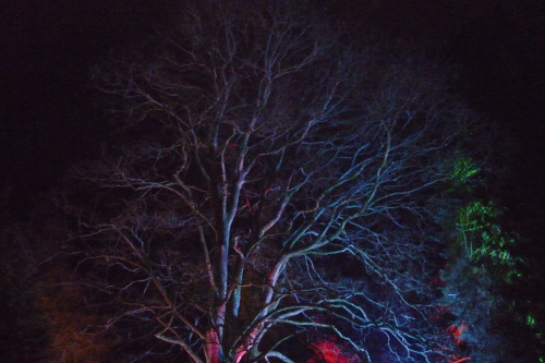 The Enchanted Wood, Part IWestonbirt Arboretum, Gloucestershire. December 2013It&rsquo;s such a magi