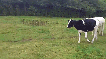 tastefullyoffensive:Cows make dog their leader. [full video]