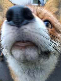 Do You Think Clover Sees Ceroba Like THIS Or Like THIS When They Talk To Her?