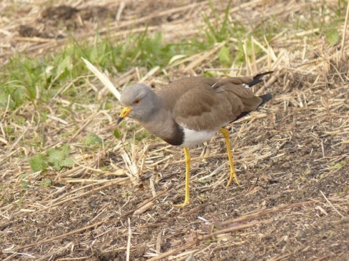 ケリ　Grey-headed lapwingTown Birds ～ 街の鳥 ArchiveTown Sparrow ～ 街のすずめ　Archive