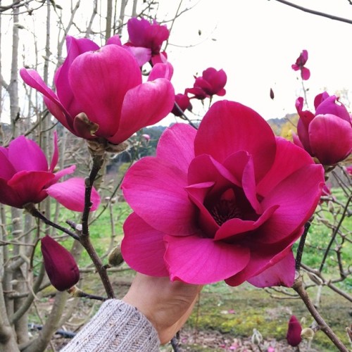 floralls:  Magnolia Vulcano & Felix  by  afloralfrenzy