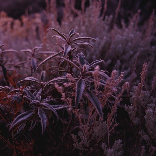 Pink, frosty, incredible sunrise. (at Mount Shasta, California)