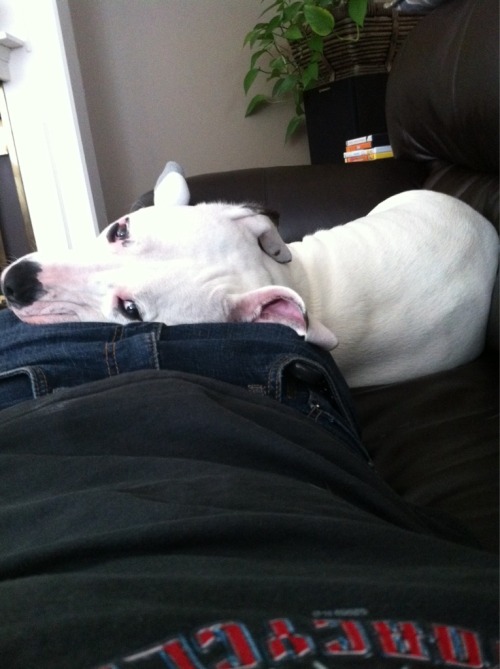 XXX cute-overload:  Afternoon nap with my girl photo