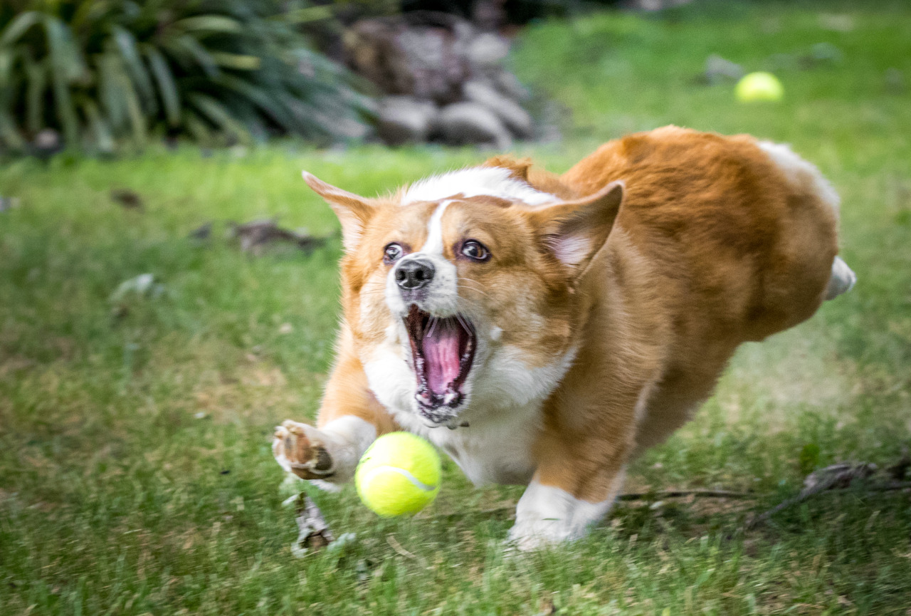 thefrogman:  Otis the Majestic Chaser of Balls. 