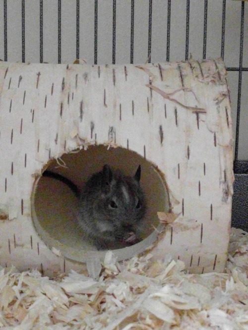 sillydegu:Everyone, I’d like you to meet Zach and Ben