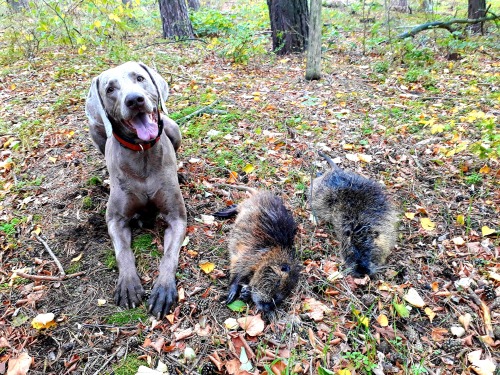 Und auf der Jagd waren wir den ein oder anderen Tag natürlich auch. :)