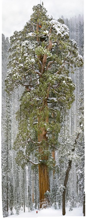 wood-is-good: Source: Wow…This 3200 Year Old Tree Is So Huge It’s Never Been Captured In A Single Im