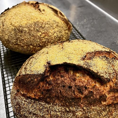 These two corn porridge loaves came out as gems thanks to the recipes in @tartinebakery If you are considering learning how to bake with sourdough we will have a few spots left in our Easter baking class Rise Again with @hollydaviswholefood where you...