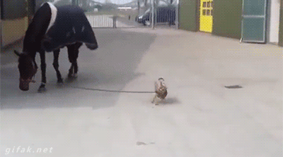 tastefullyoffensive:Video: Determined Little Dog Takes Horse for a Walk