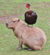 happyheidi:Capybaras and friends ♡𝘊𝘢𝘱𝘺𝘣𝘢𝘳𝘢𝘴 adult photos