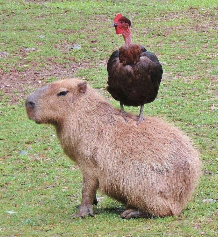 XXX happyheidi:Capybaras and friends ♡𝘊𝘢𝘱𝘺𝘣𝘢𝘳𝘢𝘴 photo