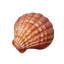euphorkia