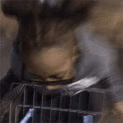 nintendogamegirl:  I JUST CANT DO IT ANYMORE GIRL BEYONCÉ OWNS THIS PUSSY 