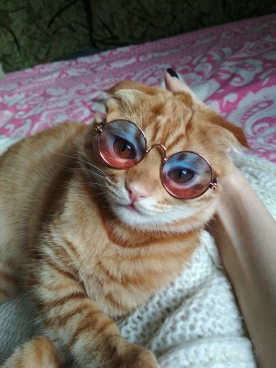 friendly-animals:  Buy these Cool Cat Glasses here &gt; Link