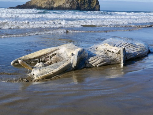 South of Canon Beach, Oregon, Jan. 17, 2022I smelled the rotting carcass long before I reached it, e