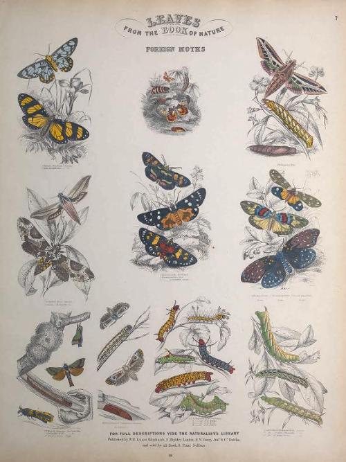 heaveninawildflower: Engravings of Lepidoptera taken from ‘Leaves from the Book of Nature&rsqu