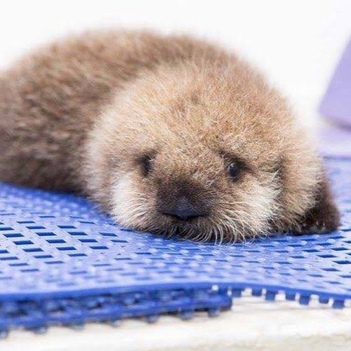 atraversso:Fluffy baby sea otters