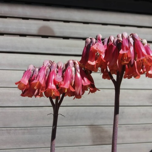 Mother of thousands blooms #motherofthousands #succulents #succulentbloom #kalanchoes #kalanchoesucc