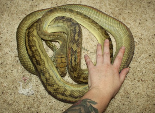 Fresh shed from Tali, and my hand for size comparison! Beautiful lady