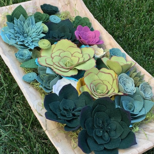 XXX vulpix: sosuperawesome:  Felt Succulents photo