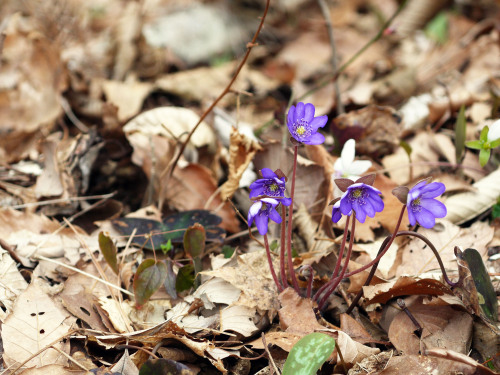 Hepatica nobilis Schreb.