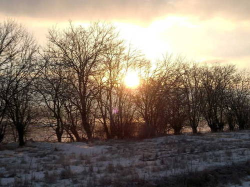 Free photo: Winter, Sunrise, Trees, Snow