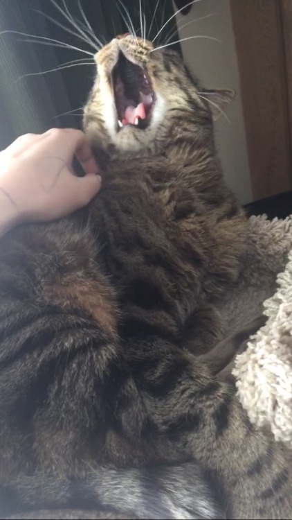 insignificant-stick: guys look I caught a bunch of pictures of my cat yawning