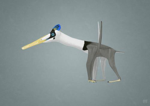 nyctopterus:The second in my Life-Sized Little (Pterosaurs/Dinosaurs) series, Pterodactylus, which i