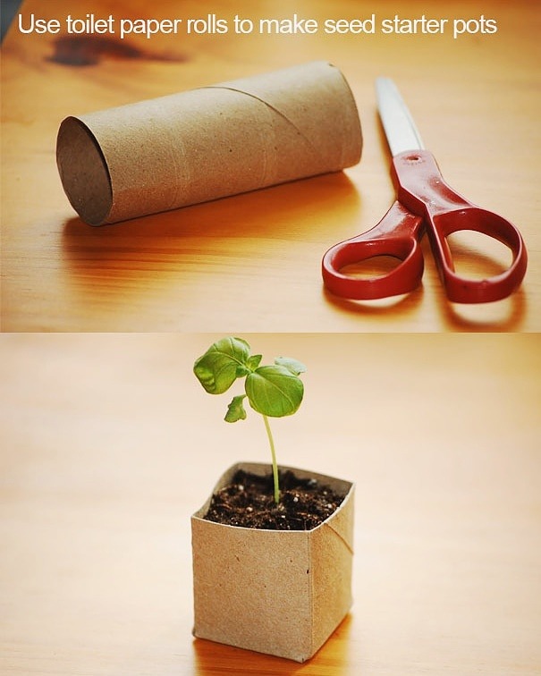 Use toilet roll to make seed pots