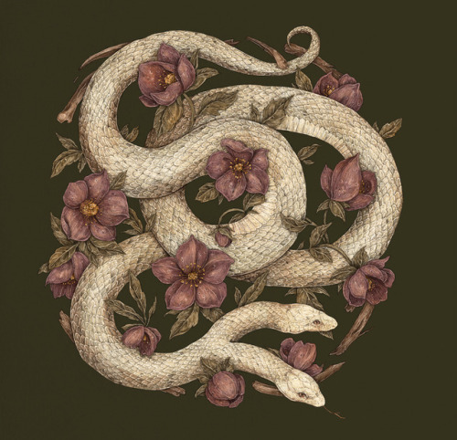 A new illustration for Heirloom Rustic Ales’ Splinter Sleep ale! They’re doing a bottle 