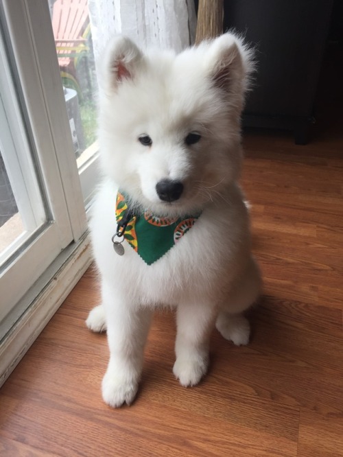 neothesamoyed: Groomed boy