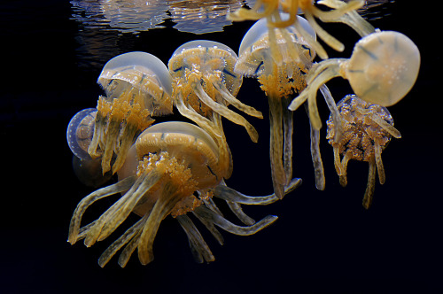Lagoon Jelly fish. by Bernard Spragg. NZVia Flickr:The lagoon jellyfish is found in the ocean, whe