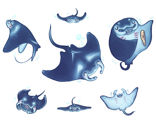 eshkanscab:  i made some more cute sea babbies! there are manta rays, angel sharks, and several diff