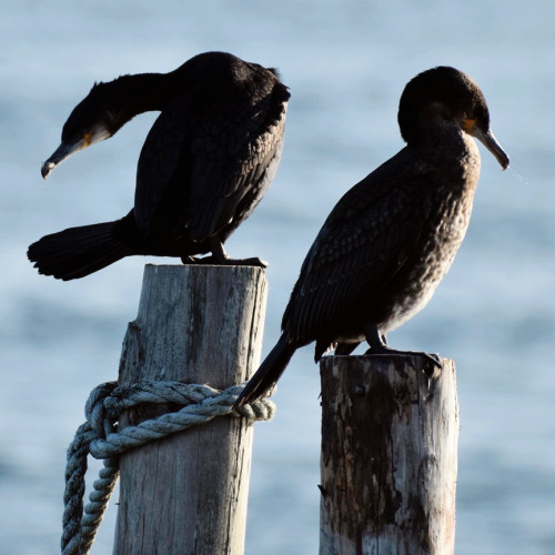 Great Cormorants (Phalacrocorax carbo)