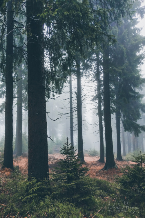 uwhe-arts:a misty forest … | uwhe-arts