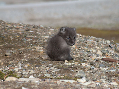 Arctic fox As their name implies, Arctic foxes live in the cold northern latitudes. Their white wint