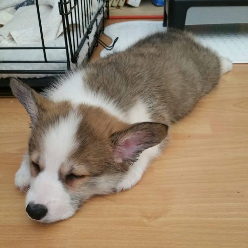 corgi-addict:He’s always sleeping. / via