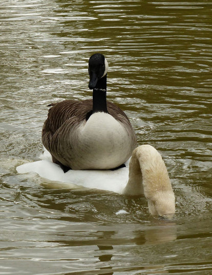 becausebirds:  rixwilson:  WTF …… A Canadian Goose on a swan.  if it fits…