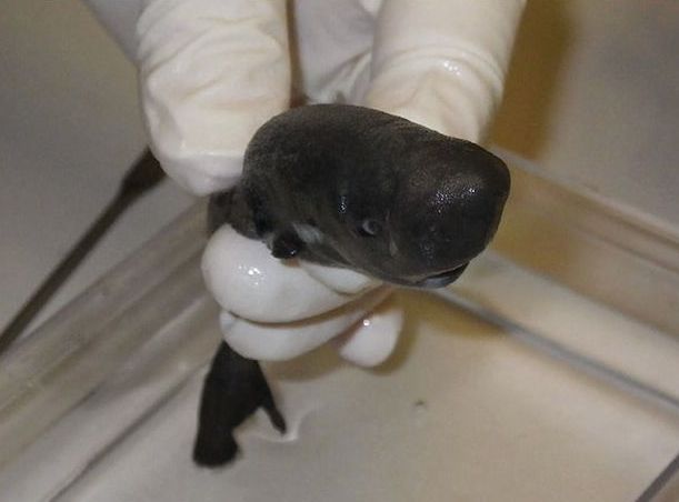 trynottodrown:  A pocket shark—the rarest of sharks with only one specimen ever