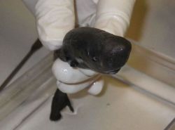 trynottodrown:  A pocket shark—the rarest of sharks with only one specimen ever seen before—has been discovered by scientists.A male pocket shark measuring 5.5 inches long was collected during a 2010 midwater trawl survey 190 miles south of Louisiana