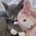 ccorvo:cats with ur best friends! 