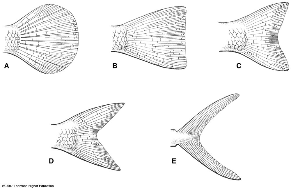 Rod & Barrel • Fish Architecture: Caudal Fins