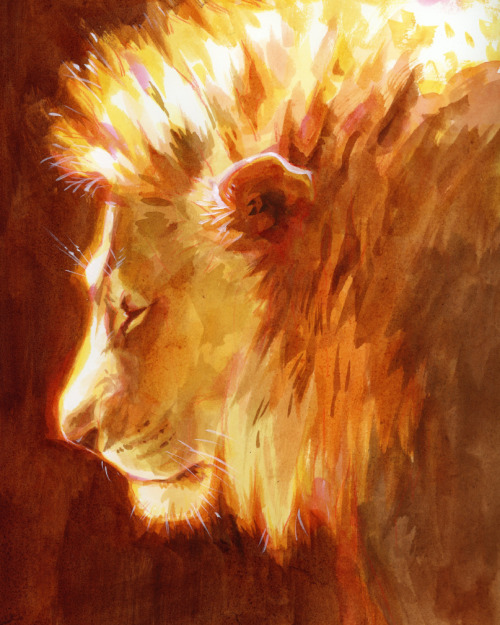 tamberella:Lion light studies in Dr Martin’s