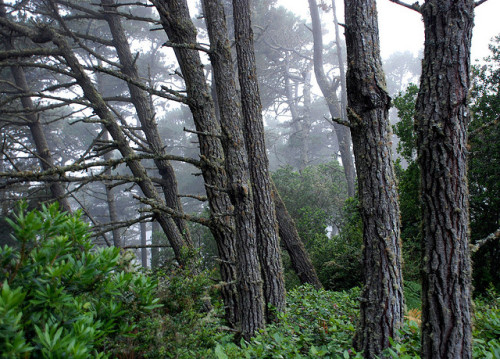 Pinus muricata - Bishop Pine by pete@eastbaywilds.com on Flickr.