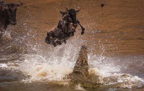 nubbsgalore:the wildebeest migration sees almost two million of the animals migrate at the end of th