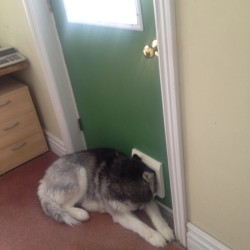 awwww-cute: The mailman brings my dog a treat every day. This is what she does when she hears the truck approaching our street 