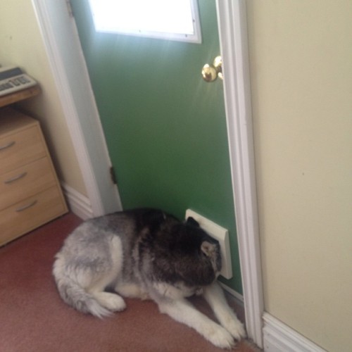 cute-pet-animals-aww:The mailman brings my dog a treat every day. This is what she does when she hears the truck approac